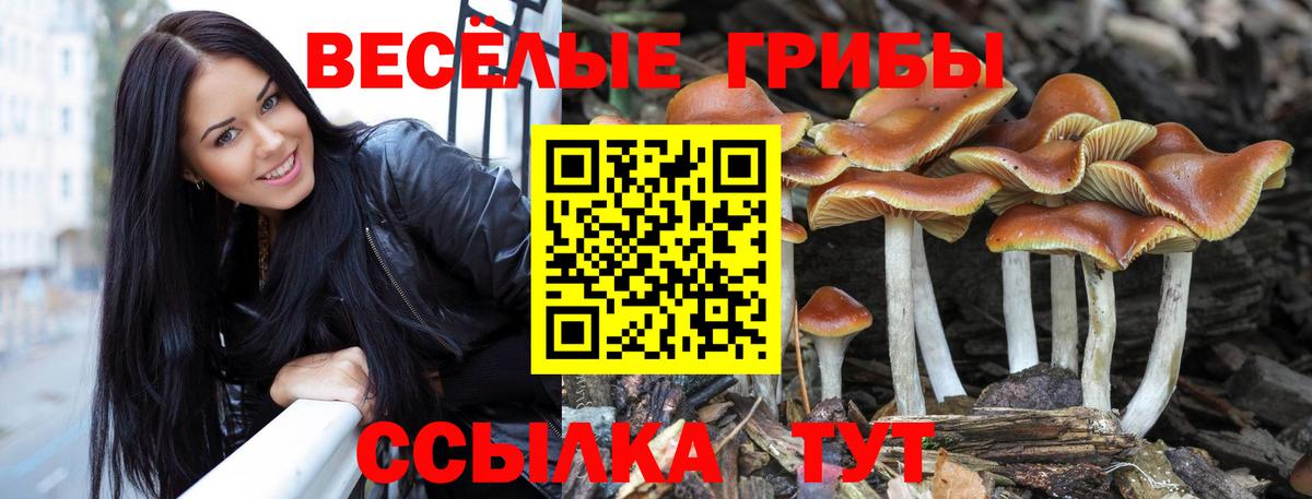 Галлюциногенные грибы Psilocybe Миасс